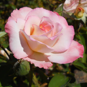 Meet your Posher, Kay